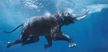 Elephant's equilibrium established