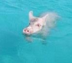 Pigs can swim